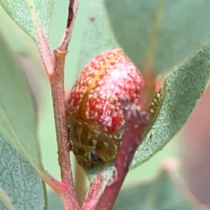 Paropsisterna fastidiosa at Mount Ainslie - 13 Mar 2024