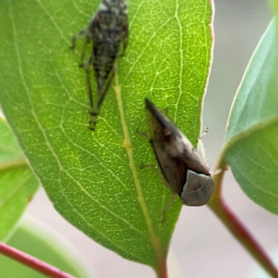 Brunotartessus fulvus (Yellow-headed Leafhopper) at Mount Ainslie - 13 Mar 2024 by Hejor1