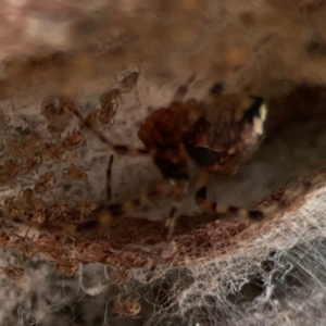 Cryptachaea veruculata at Mount Ainslie - 13 Mar 2024