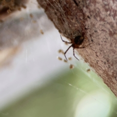 Cryptachaea veruculata at Mount Ainslie - 13 Mar 2024