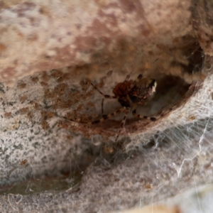 Cryptachaea veruculata at Mount Ainslie - 13 Mar 2024