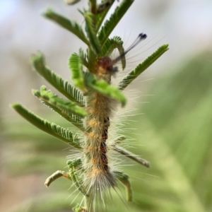 Orgyia anartoides at Mount Ainslie - 13 Mar 2024