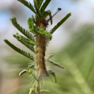 Orgyia anartoides at Mount Ainslie - 13 Mar 2024