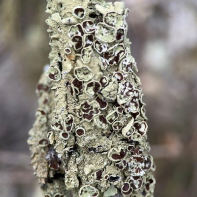 Unidentified Lichen at Campbell, ACT - 13 Mar 2024 by Hejor1