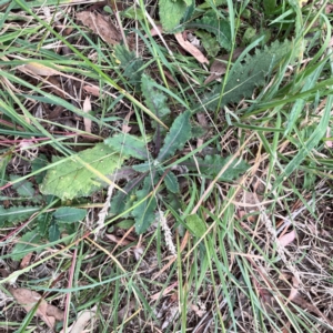 Sonchus oleraceus at Mount Ainslie - 13 Mar 2024