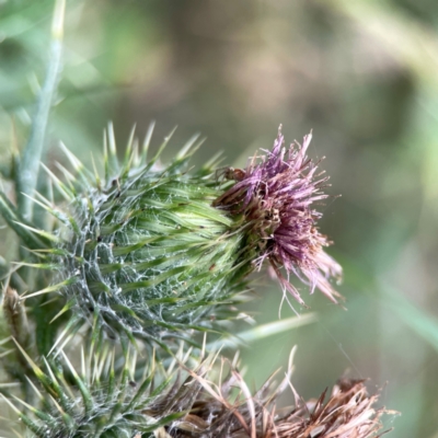 Cirsium vulgare (Spear Thistle) at Mount Ainslie - 13 Mar 2024 by Hejor1