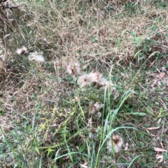 Cirsium vulgare at Mount Ainslie - 13 Mar 2024 03:45 PM