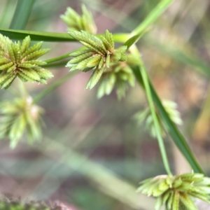 Cyperus eragrostis at Mount Ainslie - 13 Mar 2024 03:45 PM