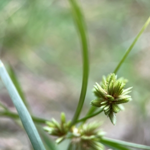 Cyperus eragrostis at Mount Ainslie - 13 Mar 2024 03:45 PM