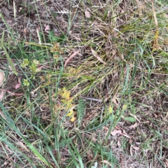 Cyperus eragrostis at Mount Ainslie - 13 Mar 2024 03:45 PM