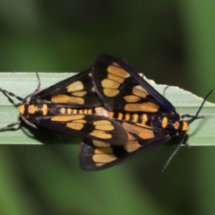 Eressa geographica (Hourglass Wasp Moth) at Capalaba, QLD - 10 Mar 2024 by TimL