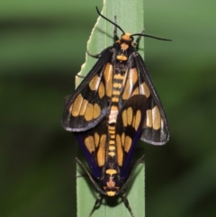 Eressa geographica at Capalaba, QLD - 10 Mar 2024 10:28 AM