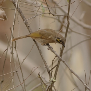 Caligavis chrysops at West Stromlo - 13 Mar 2024