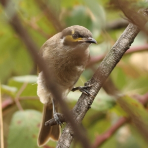 Caligavis chrysops at West Stromlo - 13 Mar 2024