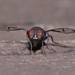 Platystomatidae (family) at Capalaba, QLD - 9 Mar 2024 by TimL