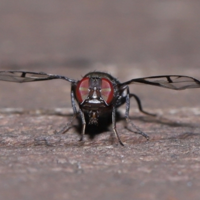 Unidentified Other true fly at Capalaba, QLD - 9 Mar 2024 by TimL