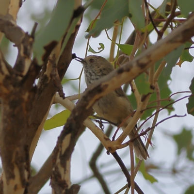 Acanthiza pusilla (Brown Thornbill) at Denman Prospect, ACT - 13 Mar 2024 by Trevor