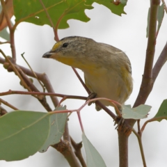 Pardalotus striatus (Striated Pardalote) at Denman Prospect, ACT - 13 Mar 2024 by Trevor