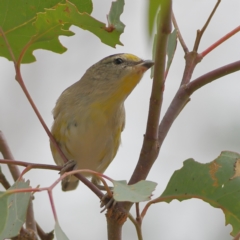 Pardalotus striatus at West Stromlo - 13 Mar 2024