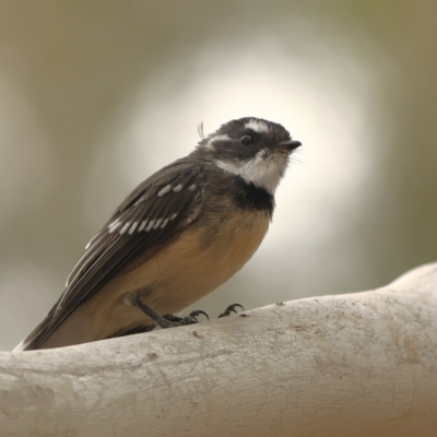 Rhipidura albiscapa (Grey Fantail) at Denman Prospect, ACT - 13 Mar 2024 by Trevor