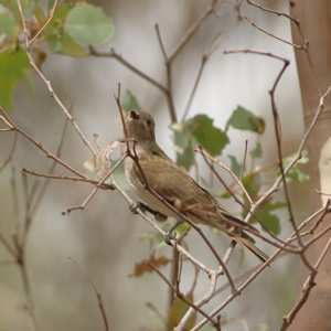 Chrysococcyx basalis at West Stromlo - 13 Mar 2024