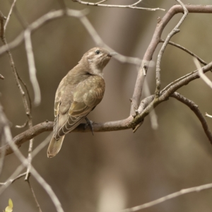 Chrysococcyx basalis at West Stromlo - 13 Mar 2024