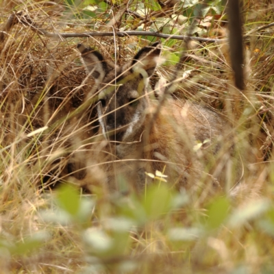 Notamacropus rufogriseus (Red-necked Wallaby) at West Stromlo - 13 Mar 2024 by MichaelWenke