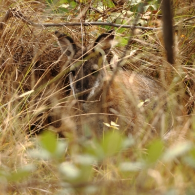 Notamacropus rufogriseus (Red-necked Wallaby) at West Stromlo - 13 Mar 2024 by Trevor