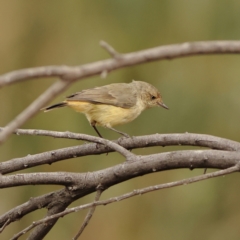 Acanthiza reguloides (Buff-rumped Thornbill) at Denman Prospect, ACT - 13 Mar 2024 by Trevor