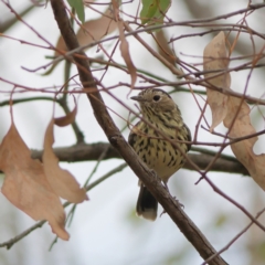 Pyrrholaemus sagittatus (Speckled Warbler) at West Stromlo - 13 Mar 2024 by Trevor