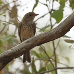 Pachycephala rufiventris (Rufous Whistler) at Denman Prospect, ACT - 13 Mar 2024 by Trevor