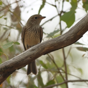 Pachycephala rufiventris at West Stromlo - 13 Mar 2024