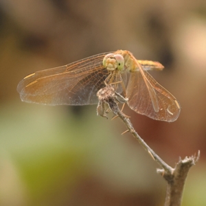 Diplacodes haematodes at West Stromlo - 13 Mar 2024