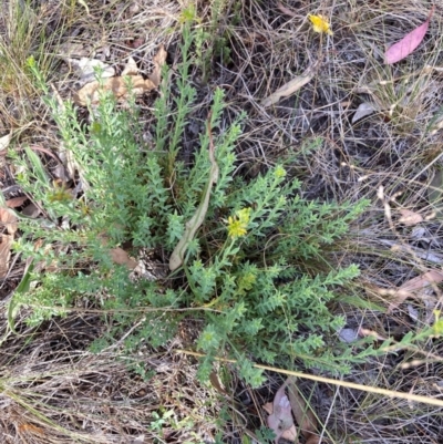 Pimelea curviflora var. sericea (Curved Riceflower) at Mount Majura - 12 Mar 2024 by waltraud