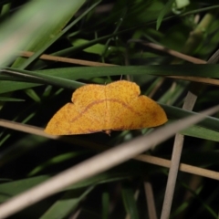Eumelea rosalia at Capalaba, QLD - 10 Mar 2024 11:49 AM