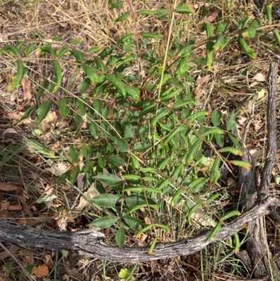 Pistacia chinensis (Chinese Pistachio) at Mount Majura - 13 Mar 2024 by waltraud