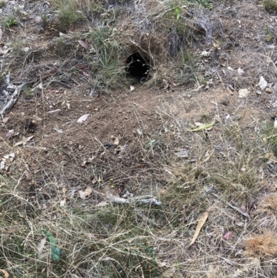 Oryctolagus cuniculus (European Rabbit) at Mount Majura - 13 Mar 2024 by waltraud