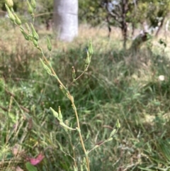 Lactuca serriola at Mount Majura - 13 Mar 2024