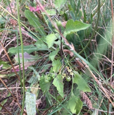 Solanum nigrum (Black Nightshade) at Watson, ACT - 13 Mar 2024 by waltraud