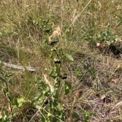 Solanum nigrum at Mount Majura - 13 Mar 2024 12:25 PM