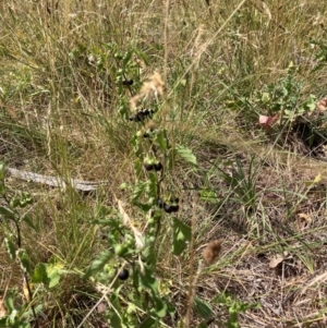 Solanum nigrum at Mount Majura - 13 Mar 2024 12:25 PM