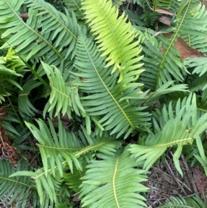 Blechnum nudum at QPRC LGA - 13 Mar 2024