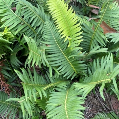 Blechnum nudum (Fishbone Water Fern) at Mongarlowe River - 13 Mar 2024 by JaneR