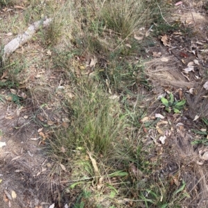 Nassella trichotoma at Mount Majura - 13 Mar 2024