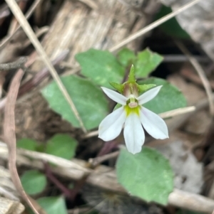 Lobelia purpurascens at Monga National Park - 13 Mar 2024 02:00 PM