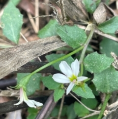 Lobelia purpurascens at Monga National Park - 13 Mar 2024 02:00 PM