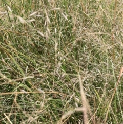 Eragrostis sp. (A Lovegrass) at Mount Majura - 13 Mar 2024 by waltraud