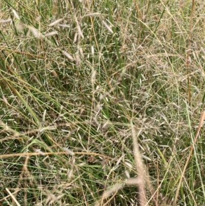 Eragrostis sp. (A Lovegrass) at Mount Majura - 13 Mar 2024 by waltraud