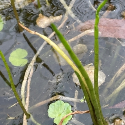 Lilaeopsis polyantha (Lilaeopsis) at Mongarlowe River - 13 Mar 2024 by JaneR