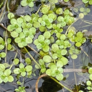 Callitriche stagnalis at QPRC LGA - 13 Mar 2024